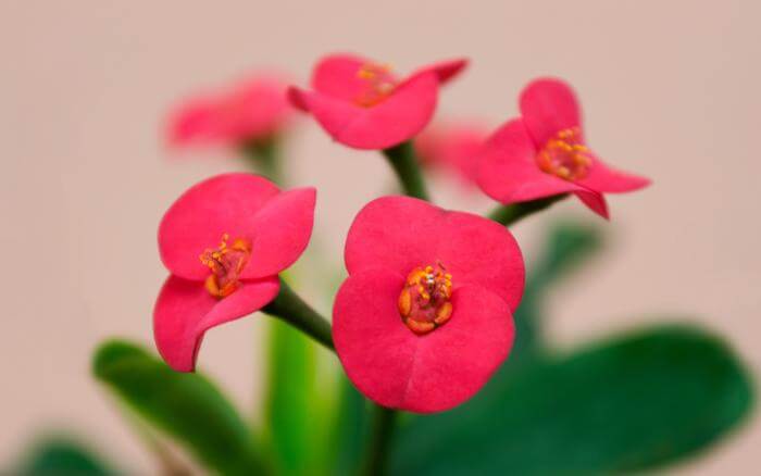 Além de sua beleza, a Coroa-de-Cristo é conhecida por sua resistência à seca e fácil manutenção, tornando-se uma excelente escolha para jardins de sol pleno. Flores de Coroa-de-Cristo vermelhas em um jardim.