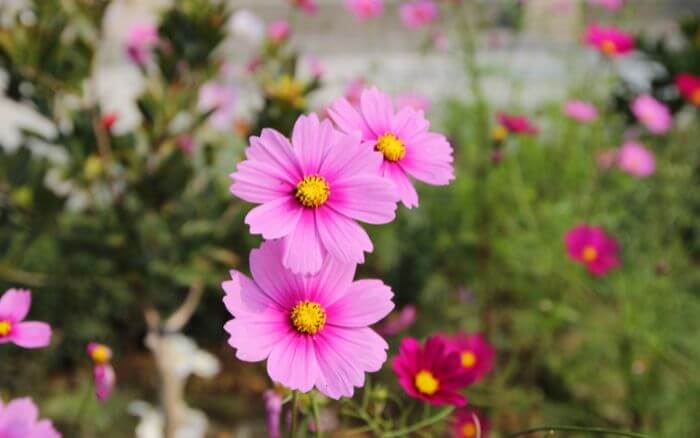 O cosmos é uma planta que oferece flores delicadas e coloridas, variando de branco a rosa, laranja e amarelo. É fácil de cultivar e perfeito para jardins ensolarados,. Flores de Cosmos cor de rosa em um jardim ensolarado.