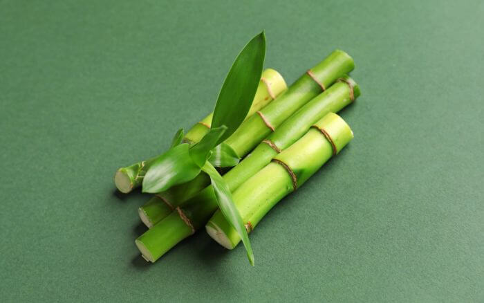 Para propagar o bambu da sorte, escolha uma haste saudável e bem desenvolvida que tenha pelo menos uma folha. Hastes para propagação de bambu da sorte por estacas, cortadas em tamanho e formato ideal para enraizamento na água.