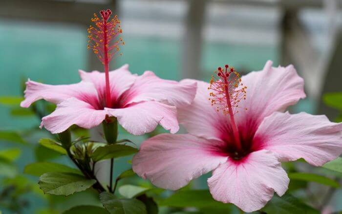Flor de Hibisco rosa, uma escolha popular para adicionar um toque tropical aos jardins ensolarados Flor de Hibisco rosa em um jardim tropical.