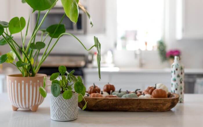 Uma foto da Pilea peperomioides em um ambiente minimalista e escandinavo, destacando sua popularidade em estilos de design modernos e sua presença nas redes sociais.