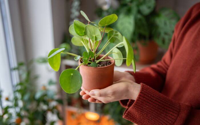 Uma imagem de uma Pilea peperomioides sendo presenteada, simbolizando sua associação com boa sorte e prosperidade, especialmente em inaugurações de novos negócios.