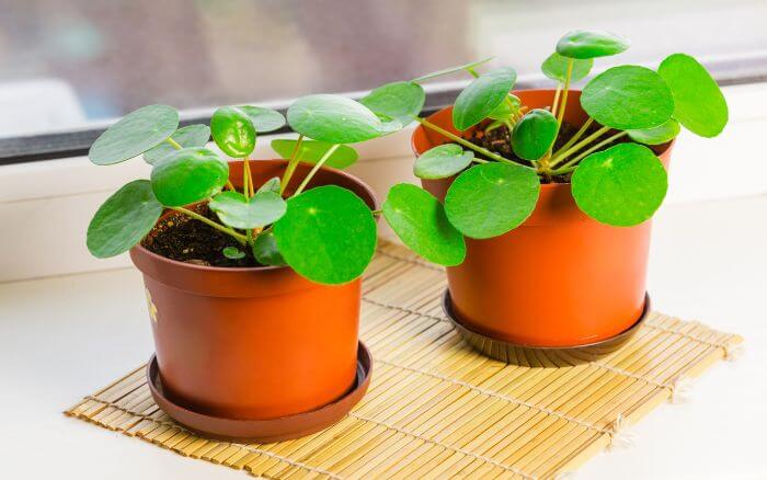 Uma foto close-up das folhas da Pilea peperomioides, mostrando sua forma redonda e cor verde brilhante, simbolizando prosperidade e boa sorte.
