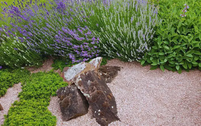 Lavanda com flores azul-violeta e aroma calmante, perfeita para jardins ensolarados. Flores de Lavanda azul-violeta em um jardim.