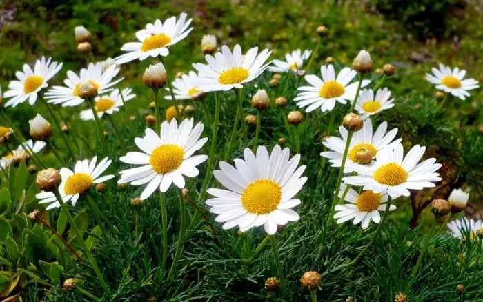 As margaridas são flores clássicas que adicionam um toque de simplicidade e elegância aos jardins ensolarados. Flores de Margarida brancas em um jardim.