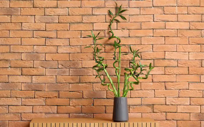 Oito Hastes de Bambu da Sorte Simbolizando Abundância e Prosperidade. Descubra o simbolismo das oito hastes de bambu da sorte, representando abundância e prosperidade. Uma excelente escolha para trazer boas energias ao ambiente.