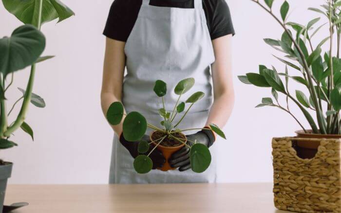 Uma imagem da Pilea peperomioides sendo cuidada ao lado de outras plantas de sombra, mostrando um ambiente de cultivo ideal para diversas espécies.