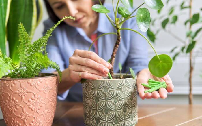 Uma foto de uma Pilea peperomioides sendo adubada em um ambiente de sala de estar moderna, ilustrando a importância da fertilização regular para manter a planta saudável.
