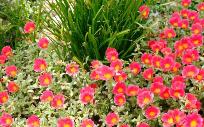As onze-horas possuem flores de cores vibrantes, incluindo vermelho, laranja, amarelo e rosa, são de fácil manutenção e ideais para jardim ensolarado com pouca necessidade de rega. Flores de Onze-horas coloridas em um jardim ensolarado.