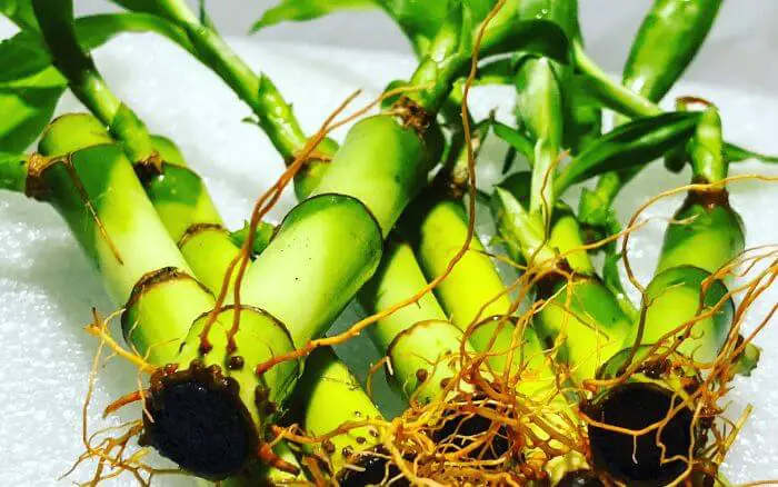 O transplante das mudas de bambu da sorte enraizadas na água deve ser feito assim que as raízes tiverem entre dois e três centímetros. Propagação de bambu da sorte na água, apresentando hastes com raízes desenvolvidas e prontas para serem transplantadas.