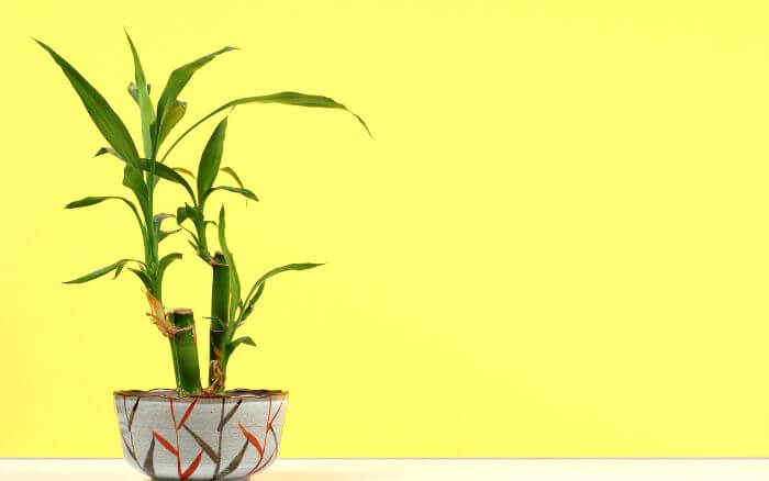 Entre os benefícios do bambu da sorte está a sua capacidade de purificação do ar e a crença de que a planta atraia harmonia, felicidade e prosperidade para os ambientes em que é cultivado. Três hastes de bambu da sorte em um vaso, acredita-se que o benefício dessa combinação seja atrair riqueza, felicidade, longevidade e harmonia para o lar.