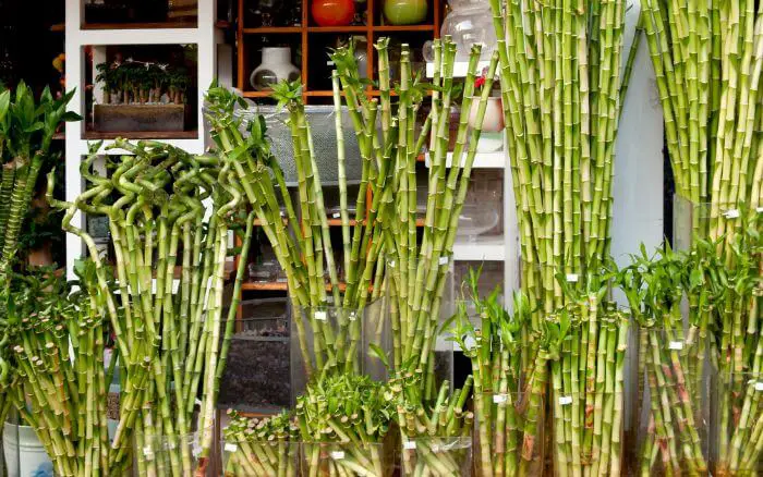 Vasos com Diferentes Números de Hastes de Bambu da Sorte. Descubra a simbologia por trás do número de hastes do bambu da sorte em uma loja tradicional asiática. Cada quantidade tem um significado único e auspicioso.