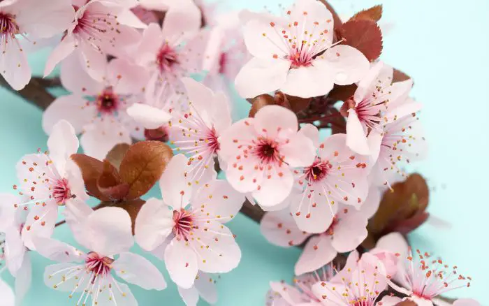 A importância da ameixeira como símbolo de força e resistência nas tradições chinesas. Ameixeira, planta chinesa que representa a pureza e a perseverança.