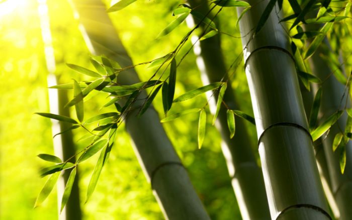 A força e flexibilidade do bambu como metáfora para a vida e o equilíbrio interior Bambu, símbolo de resiliência, integridade e humildade na cultura oriental.