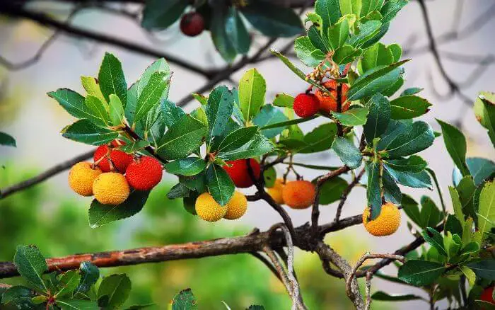 Medronheiro: Símbolo da Itália. Árvore emblemática da Itália, conhecida por seus frutos.