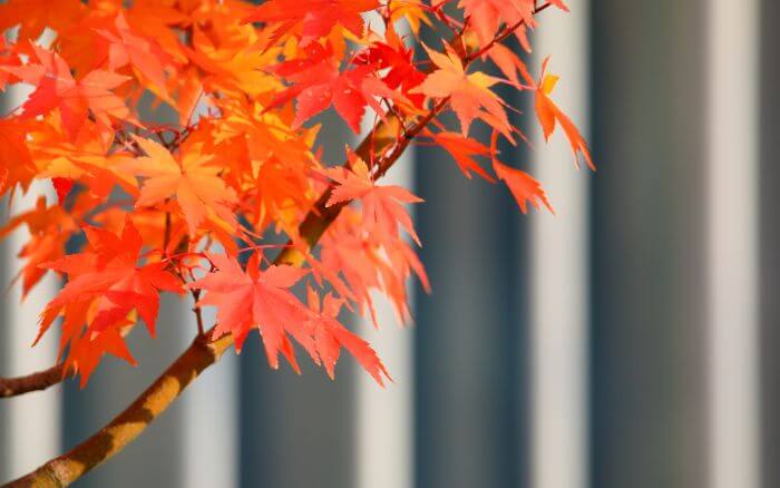 Bordo: Símbolo do Canadá. A famosa árvore do Canadá, fonte do xarope de bordo.