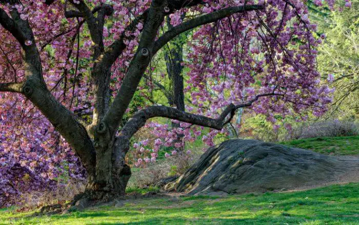 Cerejeira Japonesa. Árvore símbolo do Japão, conhecida por suas flores rosas.