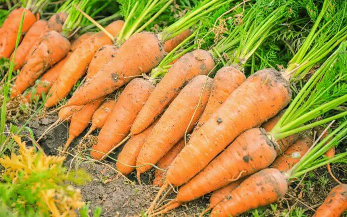 Cenouras recém-colhidas de uma horta caseira, mostrando raízes nutritivas e solos bem preparados.