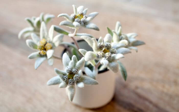 Edelweiss: Símbolo da Suíça. Flor resistente das montanhas suíças, símbolo de beleza.