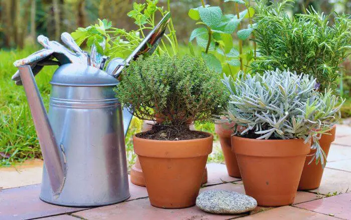 Ervas aromáticas como manjericão e salsa cultivadas em pequenos vasos, ideais para espaços reduzidos.