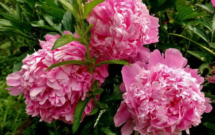 Peônia: Símbolo da China. Flor rica em significados, símbolo da cultura chinesa.