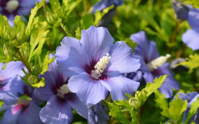 Rosa de Saron: Símbolo da Coreia do Sul. Flor representativa da beleza sul-coreana.