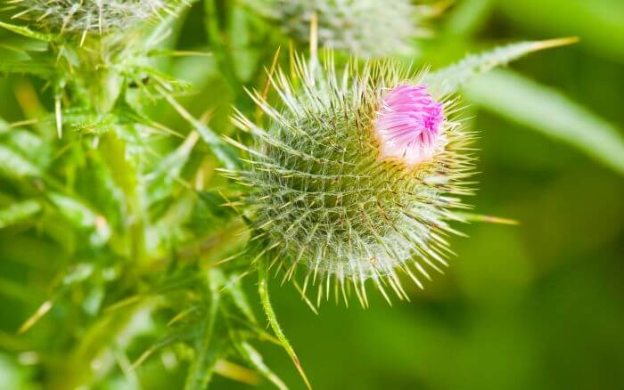 Cardo: Símbolo da Escócia. Emblema escocês de defesa e resiliência.