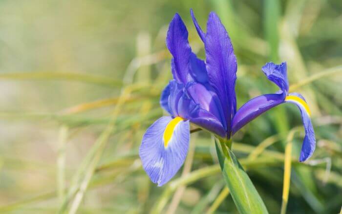 Lírio: Símbolo da França. Flor nobre, representando a França.