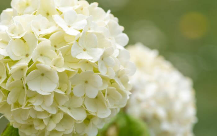 Viburno: Símbolo da Ucrânia. Flor representativa da cultura ucraniana.