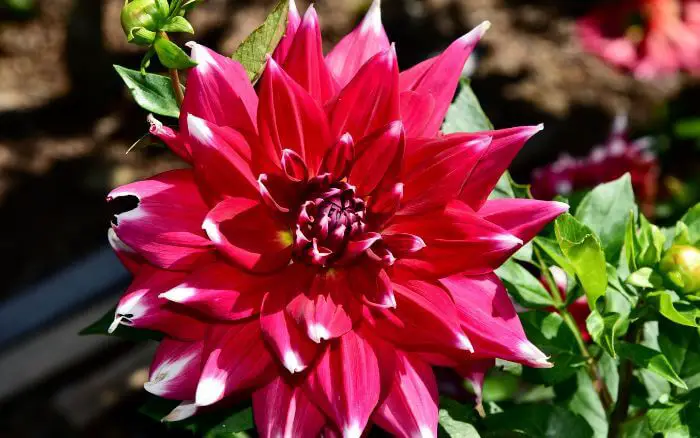 Dália: Símbolo do México. Flor forte, símbolo de dignidade mexicana.