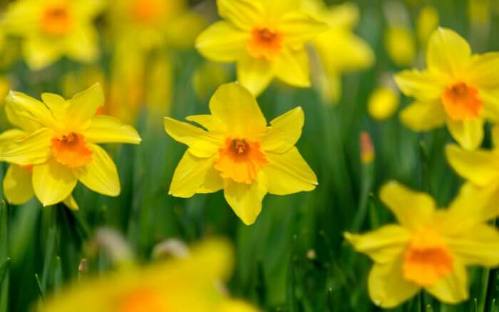 Símbolo do País de Gales. Flor que representa esperança e renascimento.