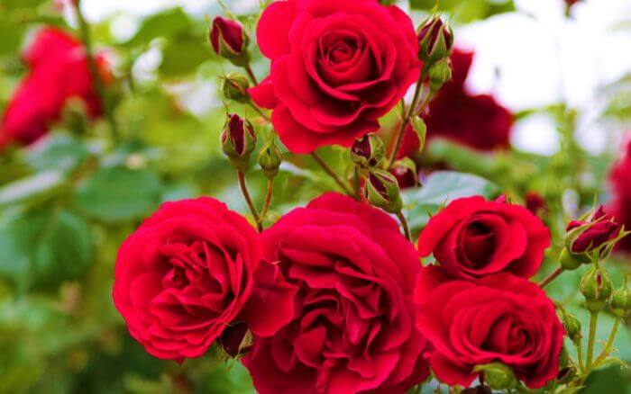 Rosa: Símbolo dos EUA. Flor emblemática dos Estados Unidos, representando amor e liberdade.