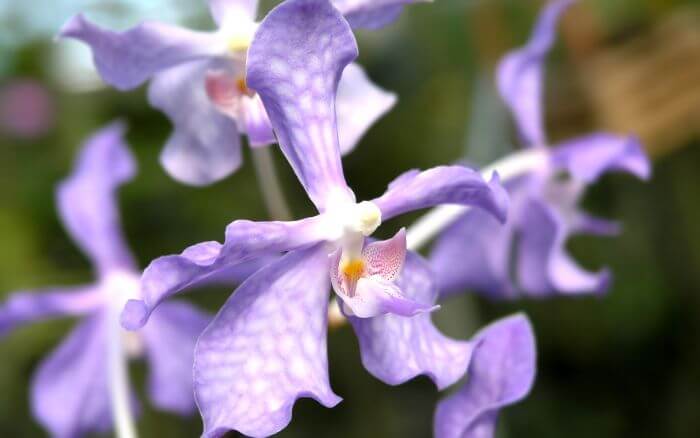 Orquídea Azul de Céleste: A Rara Beleza Azul da Vanda coerulea Vanda coerulea, uma das poucas orquídeas de cor azul vibrante, nativa do Sudeste Asiático.