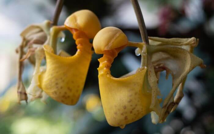 Orquídea Bolsa de Pastor: A Incrível Estrutura da Coryanthes speciosa Coryanthes speciosa, ou Orquídea Bolsa de Pastor, com flores grandes em formato de bolsa, nativa da América Central.