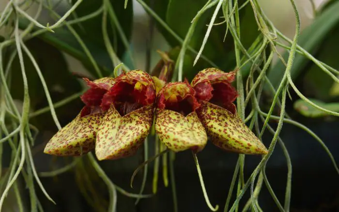 Orquídea de Névoa: A Mística Bulbophyllum frostii Bulbophyllum frostii, com flores que lembram névoa em tons de branco e verde, nativa do Sudeste Asiático.