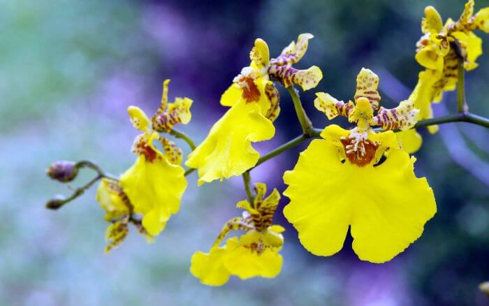 Orquídea do Céu: As Flores Radiantes do Oncidium sphacelatum Oncidium sphacelatum, com flores amarelas brilhantes e graciosas, nativa da América do Sul.