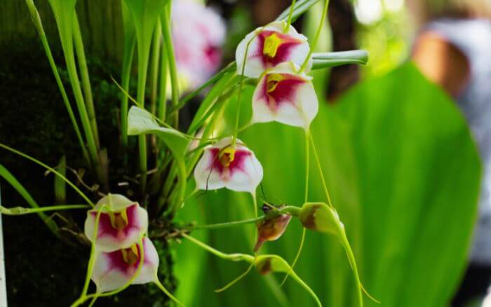 Orquídea dos Deuses: A Majestosa Masdevallia caudata da Colômbia Masdevallia caudata, orquídea rara da Colômbia com flores que lembram um sombreiro, em tons de amarelo a laranja.