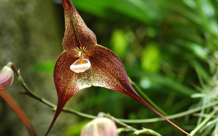 Orquídea Macabre (Dracula gigas): A Flor de Aparência Misteriosa Orquídea Dracula gigas, com flores que lembram uma face macabra, nativa das florestas da Colômbia.
