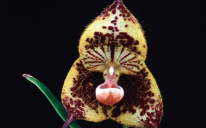 Orquídea Enigmática: A Mistica Dracula vampira Dracula vampira, uma orquídea rara do Equador com flores que lembram uma máscara de vampiro.