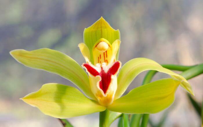 Orquídea Esmeralda: A Elegância Verde do Phragmipedium pearcei Orquídea Phragmipedium pearcei, com flores verdes brilhantes, nativa das regiões montanhosas da América do Sul.