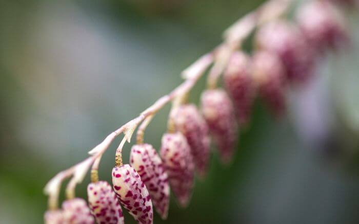 Orquídea Espectral: A Beleza Verde-Azulada da Pleurothallis methystica Pleurothallis methystica, com flores verde-azuladas, uma espécie rara do Equador.