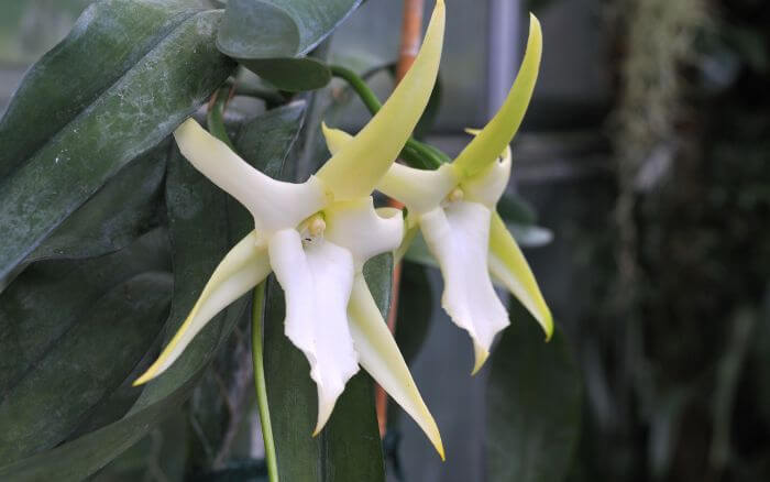 Orquídea Incrível: A Majestosa Angraecum sesquipedale de Madagascar Angraecum sesquipedale, também conhecida como Orquídea de Darwin, com longas pétalas brancas perfumadas.