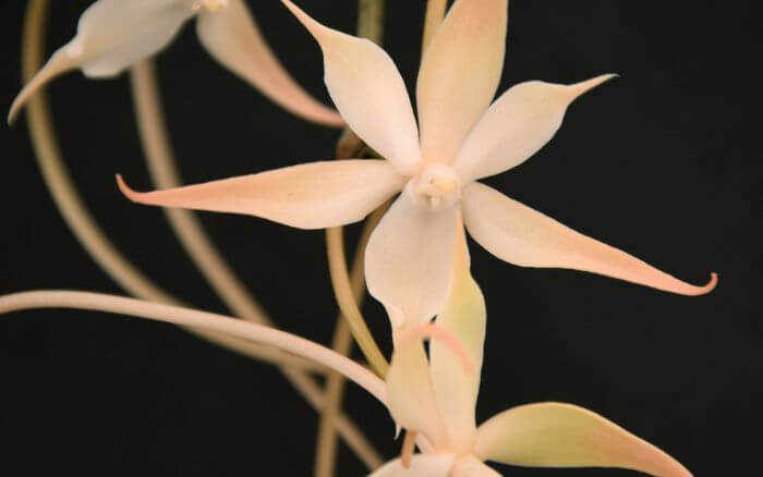 Orquídea Fantasma: A Beleza Rara e Flutuante de Dendrophylax lindenii Imagem da rara Orquídea Fantasma, Dendrophylax lindenii, com flores brancas e translúcidas flutuando no ar.