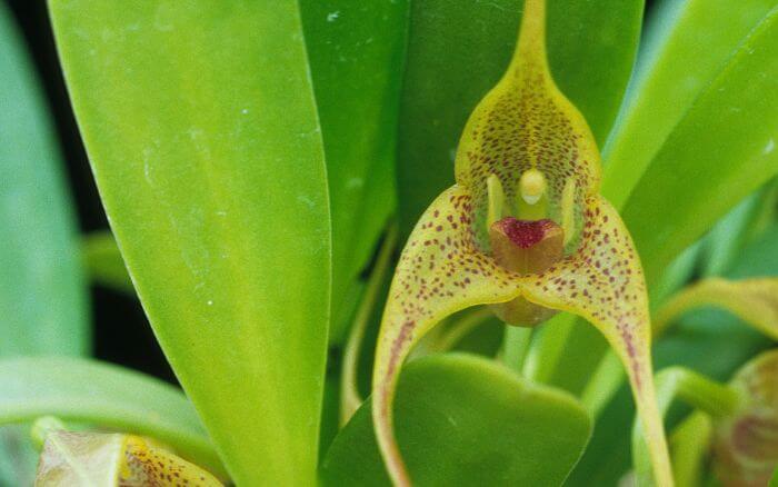 Orquídea Manto de Fada: As Cores Vibrantes da Masdevallia veitchiana Masdevallia veitchiana, com flores laranja e vermelhas, uma rara orquídea das montanhas da Colômbia.