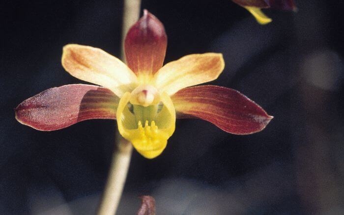 Orquídea Pássaro: A Graciosa Eulophia petersii Eulophia petersii, uma orquídea cujas flores lembram pássaros em voo, nativa da África Tropical.