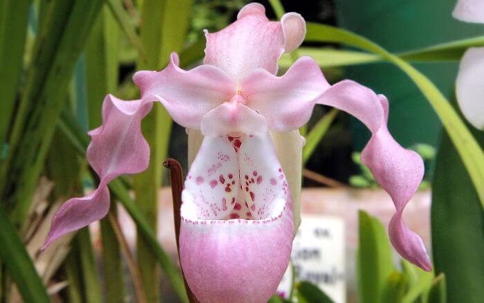 Orquídea Phragmipedium kovachii: A Flor Rara do Peru Orquídea Phragmipedium kovachii, com grandes flores em tons de rosa e roxo, originária do Peru.