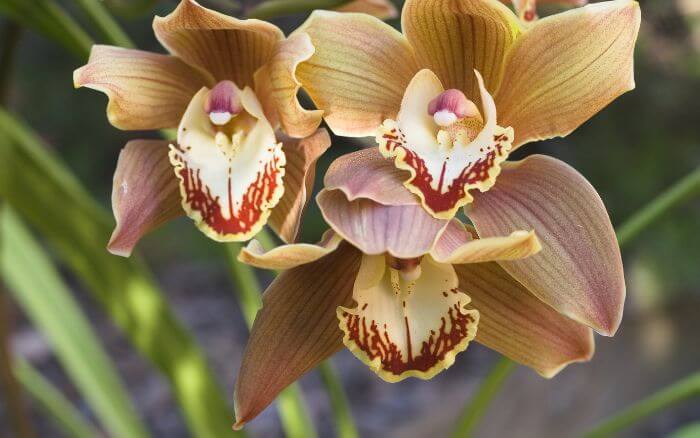 Orquídea Rainha: A Elegância do Cymbidium ensifolium Cymbidium ensifolium, orquídea rara da China e Japão, com flores elegantes em tons de verde e marrom.