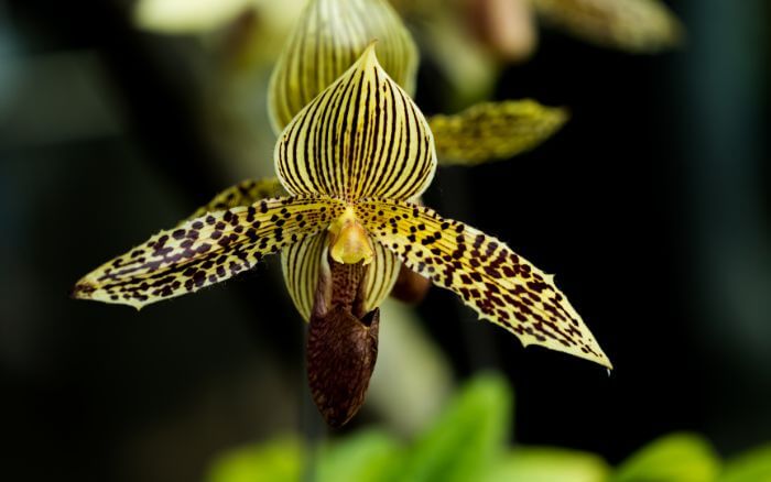 Orquídea Tigrada: A Beleza Selvagem do Paphiopedilum rothschildianum Paphiopedilum rothschildianum, com pétalas listradas lembrando um tigre, nativa das florestas da Malásia.