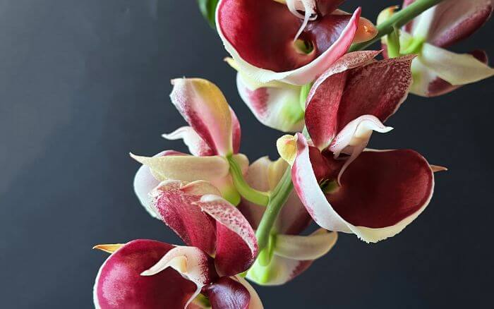 Orquídea Zebra: A Exótica Catasetum pileatum com Listras Distintas Catasetum pileatum, orquídea com flores listradas como uma zebra, nativa da América Central e do Sul.