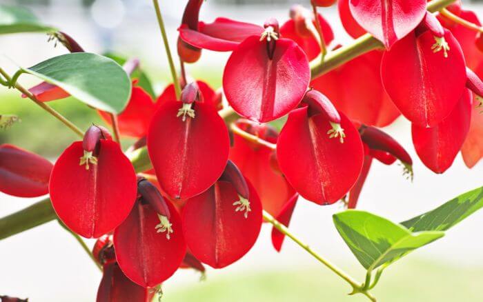 Ceibo: Símbolo da Argentina. Flor nacional da Argentina, símbolo de resistência e beleza.